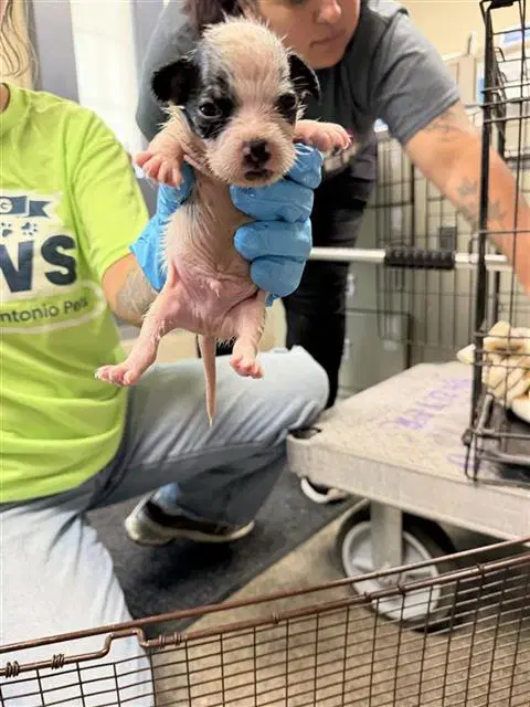 Unknown - Terrier