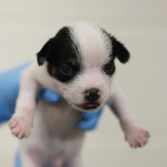 Unknown - Terrier