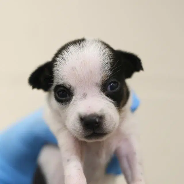 Unknown - Terrier
