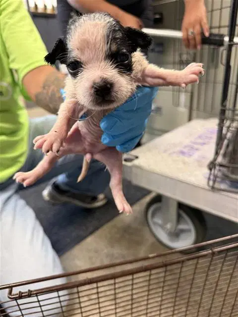 Unknown - Terrier