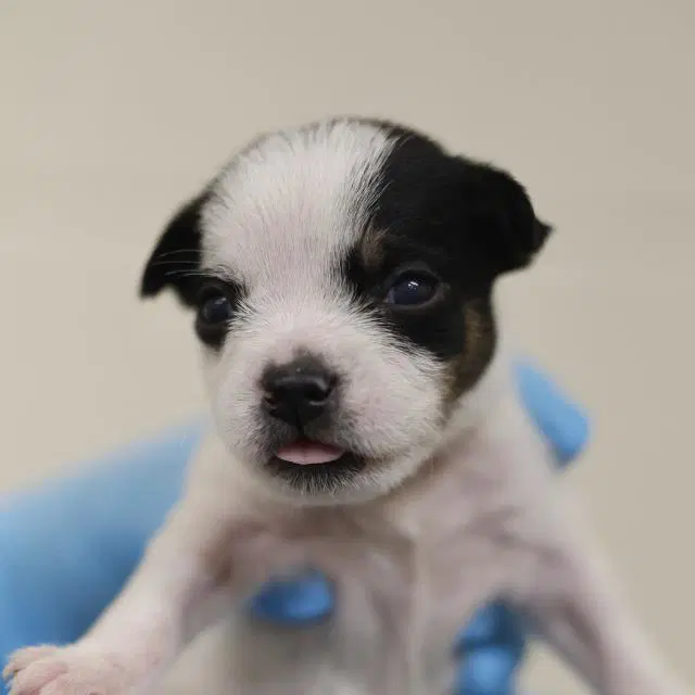 Unknown - Terrier