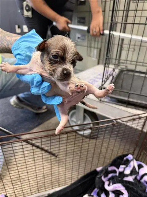Unknown - Terrier