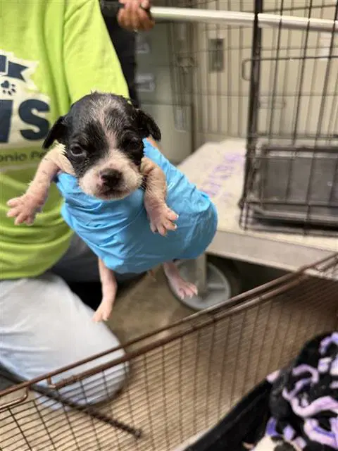 Unknown - Terrier
