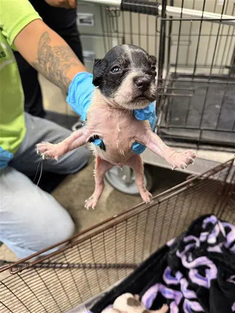 Unknown - Terrier