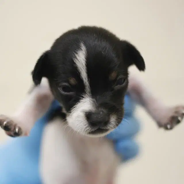 Unknown - Terrier
