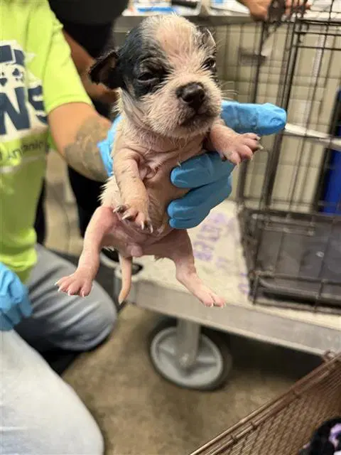 Unknown - Terrier