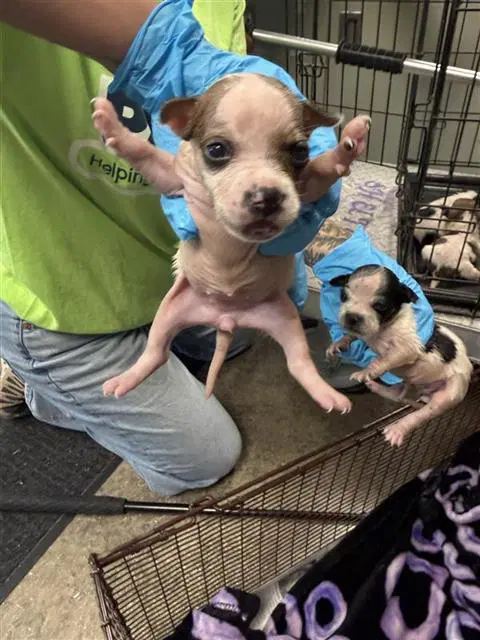 Unknown - Terrier
