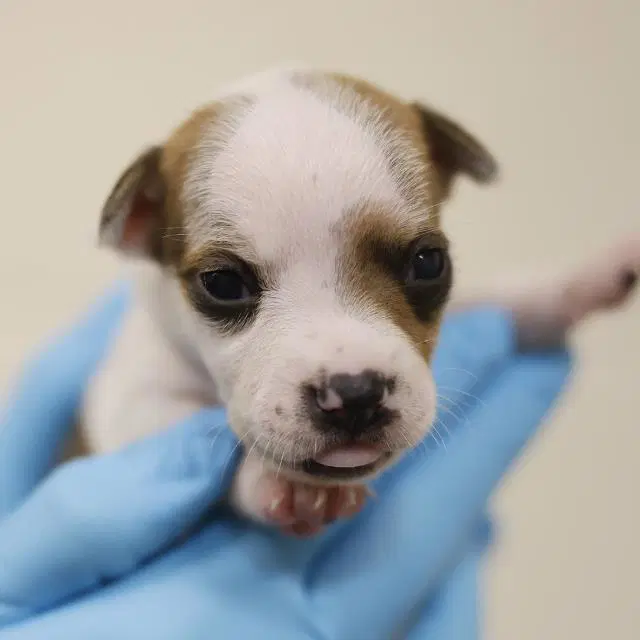 Unknown - Terrier