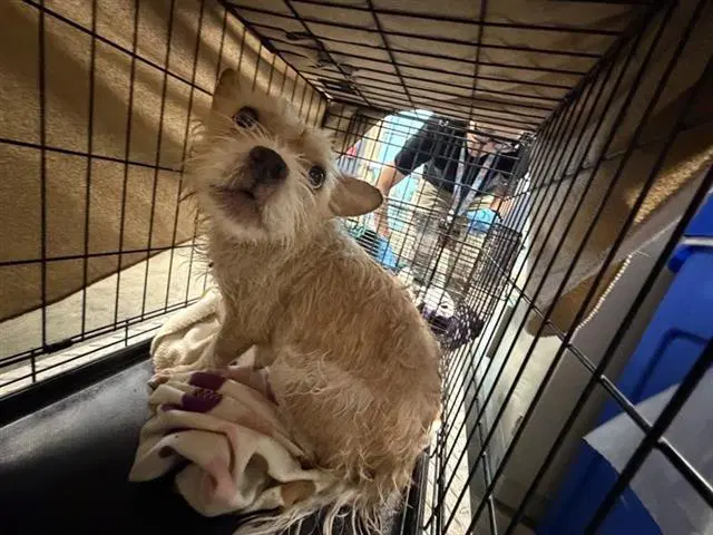 Stormie - Terrier