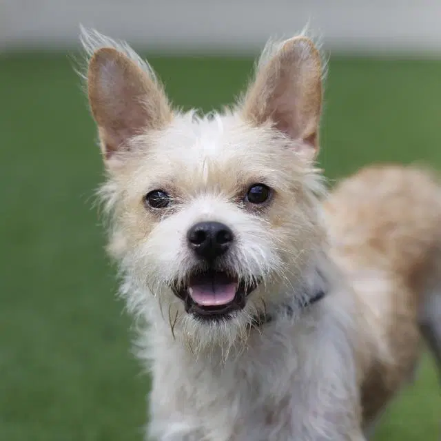 Stormie - Terrier