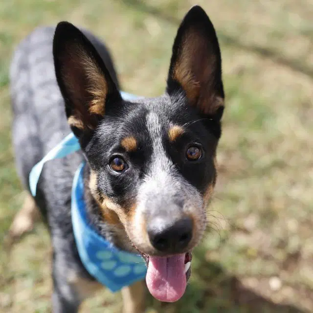 Cavill - Australian Cattle Dog/Blue Heeler