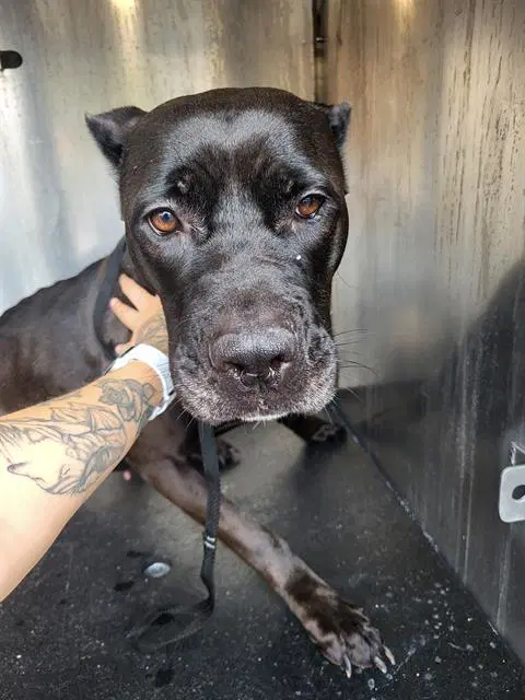 Unknown - Bullmastiff