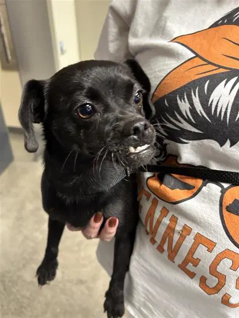 Serena - Pug