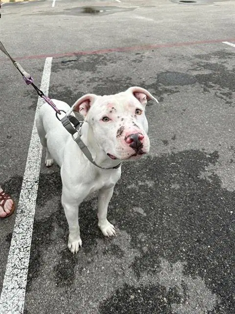 Billy - American Staffordshire Terrier
