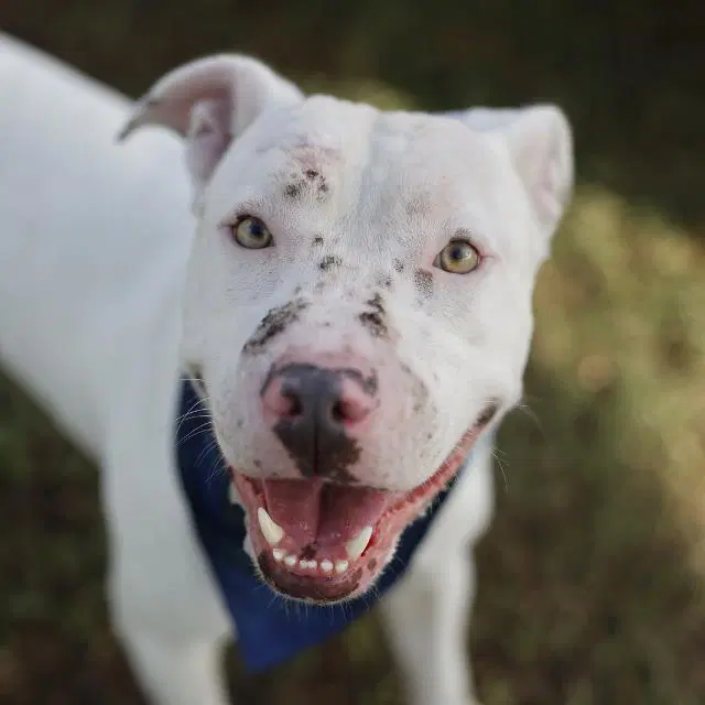 Billy - American Staffordshire Terrier