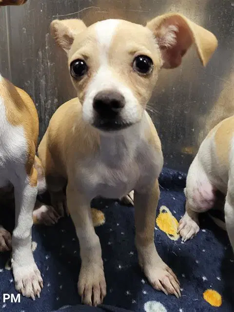 Rainn - Chihuahua
