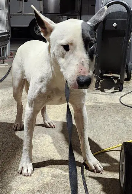 Juno - Bull Terrier
