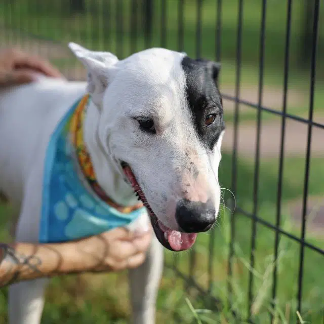 Juno - Bull Terrier