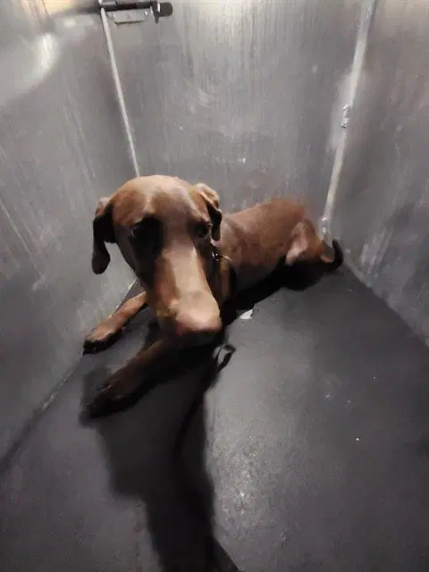 Ester - Doberman Pinscher