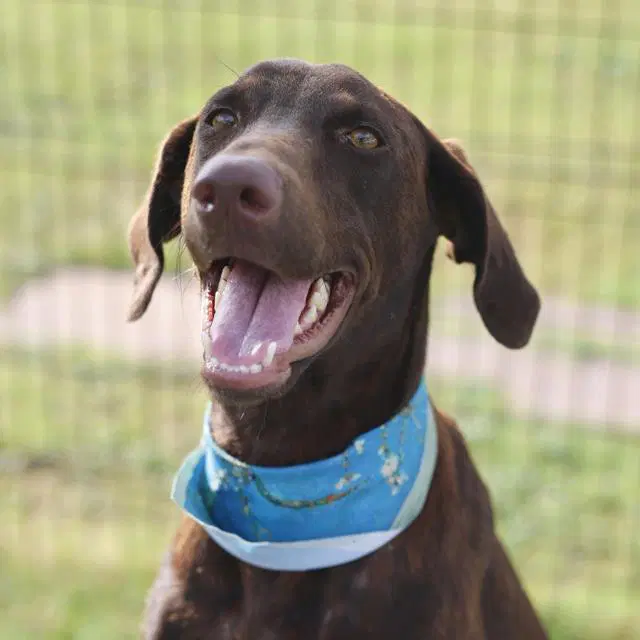 Ester - Doberman Pinscher