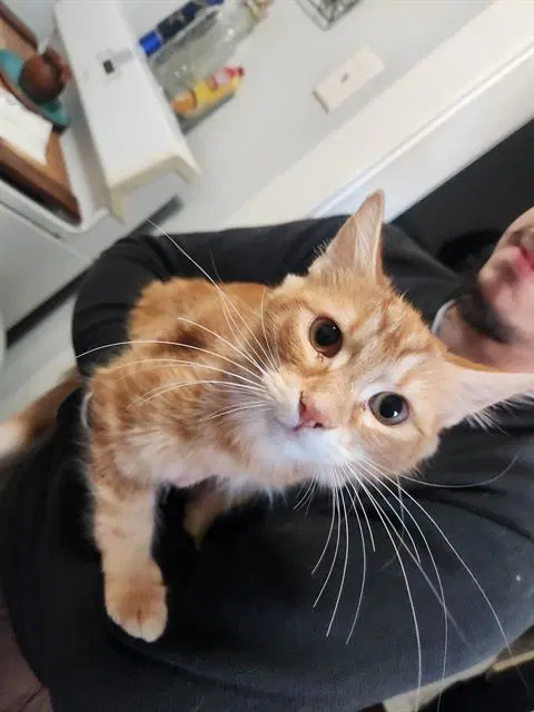 Buddy - Domestic Medium Hair