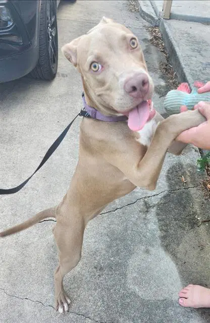 Lavander - American Staffordshire Terrier