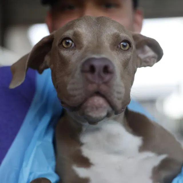 Lavander - American Staffordshire Terrier