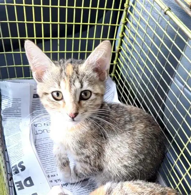 Betty - Domestic Short Hair