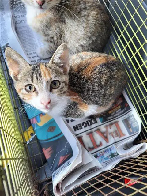 Wilma - Domestic Short Hair