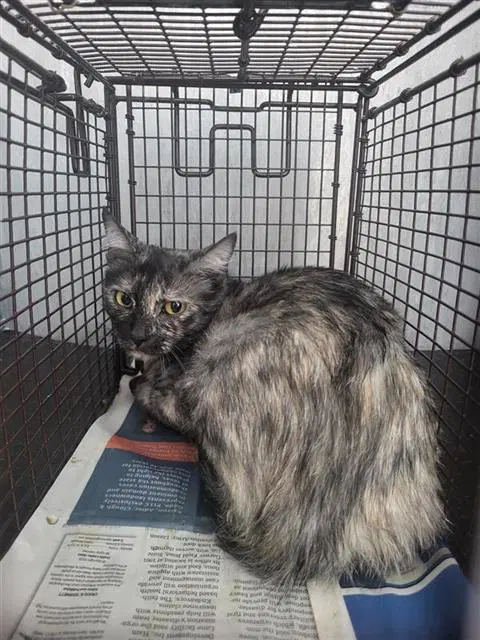 Unknown - Domestic Short Hair