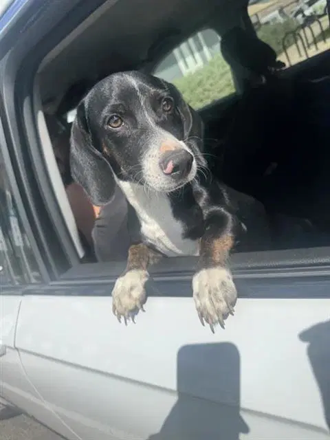 Harold - Dachshund