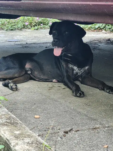 Lars - Labrador Retriever