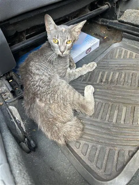 Fancy - Domestic Short Hair