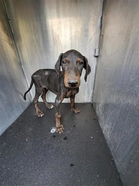 Spanky - Doberman Pinscher