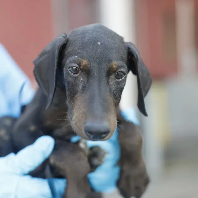 Spanky - Doberman Pinscher