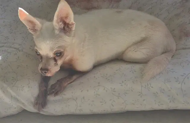 Grandmaster - Chihuahua