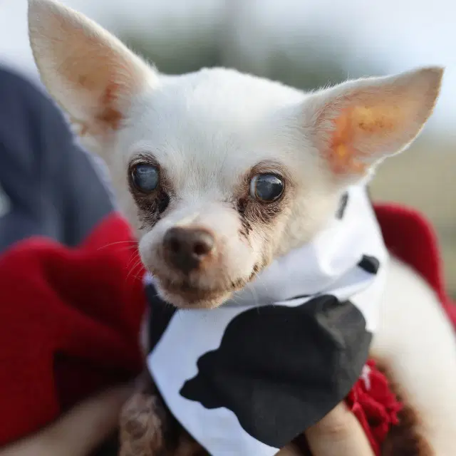 Grandmaster - Chihuahua