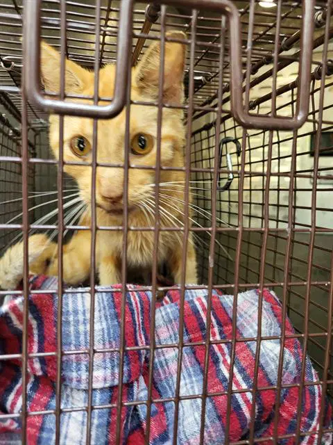 Gardfield - Domestic Short Hair