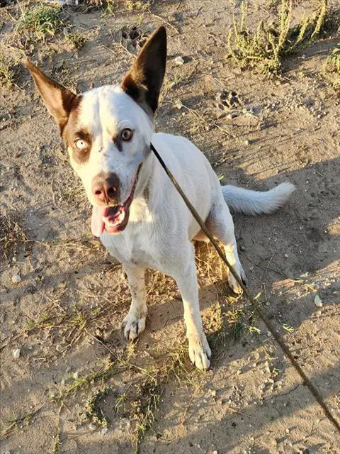 Mayor Humdinger - Australian Cattle Dog/Blue Heeler
