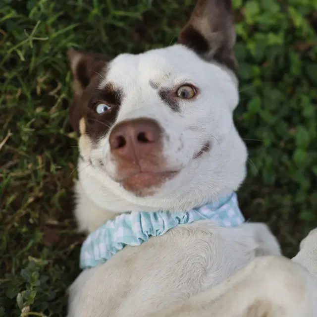 Mayor Humdinger - Australian Cattle Dog/Blue Heeler