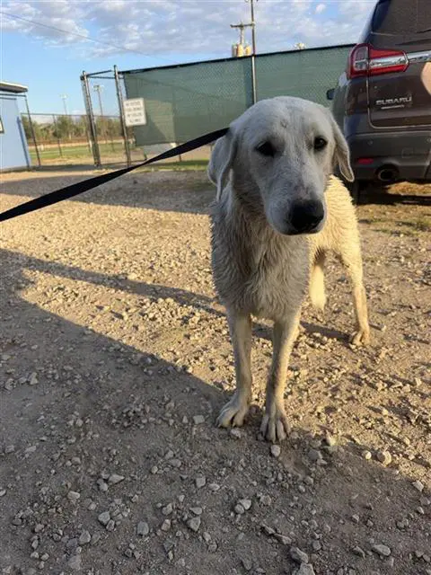 Betty - Great Pyrenees
