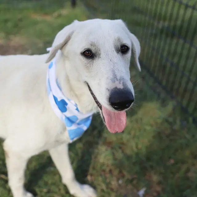 Betty - Great Pyrenees