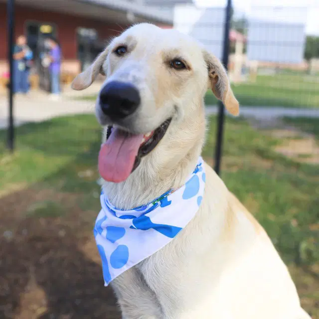 Leo - Great Pyrenees