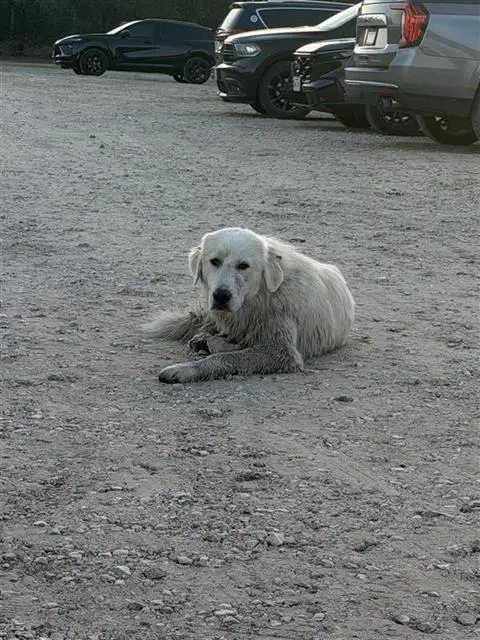 Henry - Great Pyrenees