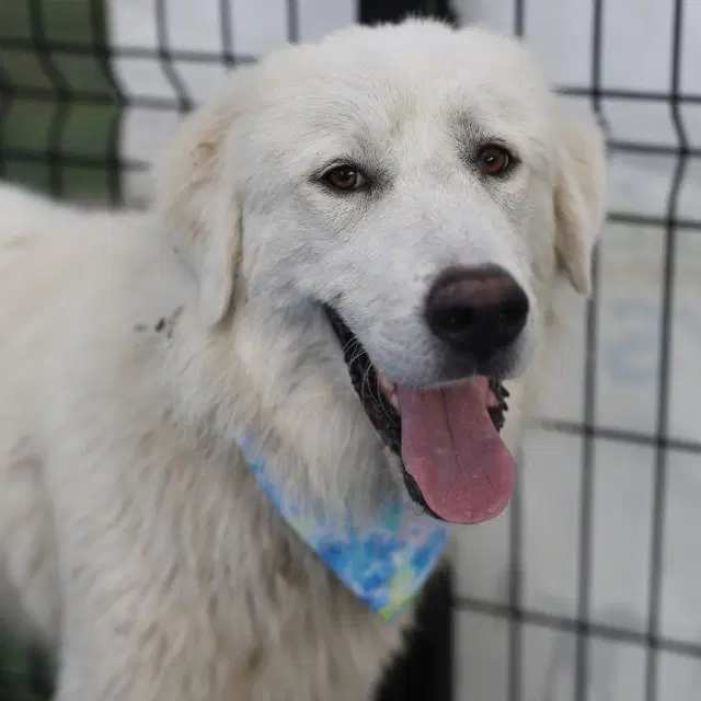 Henry - Great Pyrenees