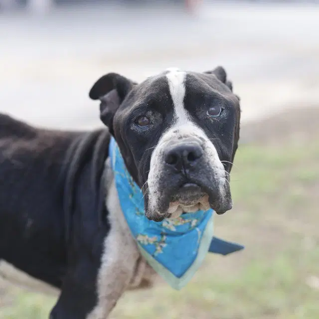 Tex - American Staffordshire Terrier