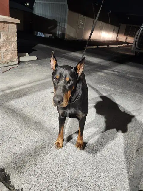 Julian - Doberman Pinscher