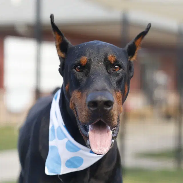 Julian - Doberman Pinscher