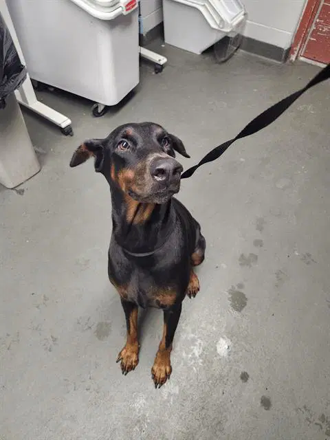 Juliet - Doberman Pinscher