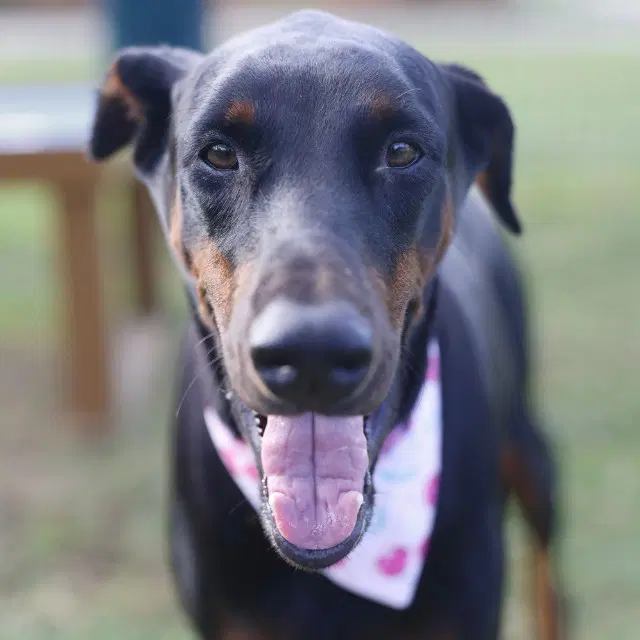 Juliet - Doberman Pinscher